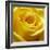 Yellow Rose-null-Framed Photographic Print