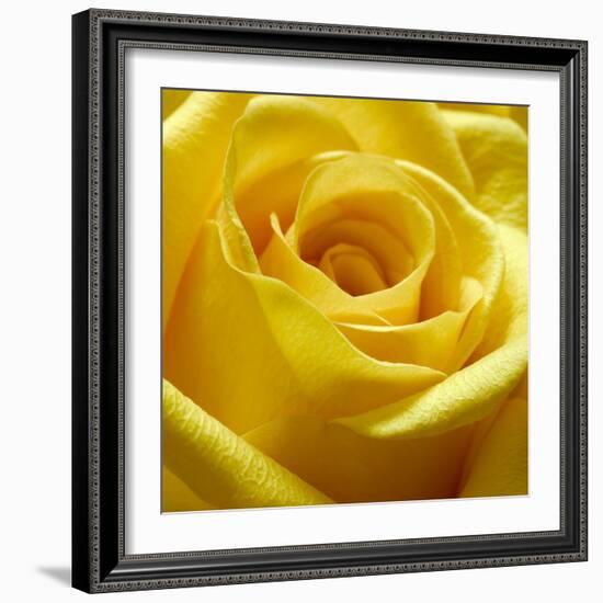 Yellow Rose-null-Framed Photographic Print