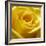 Yellow Rose-null-Framed Photographic Print