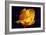 Yellow Rose-Scott J. Davis-Framed Giclee Print