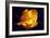 Yellow Rose-Scott J. Davis-Framed Giclee Print