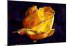 Yellow Rose-Scott J. Davis-Mounted Giclee Print