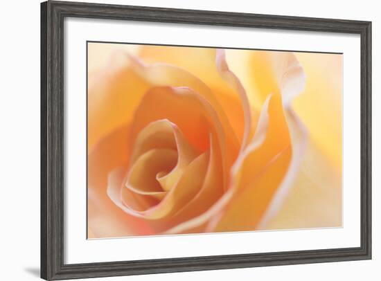 Yellow Roses II-Kathy Mahan-Framed Photographic Print