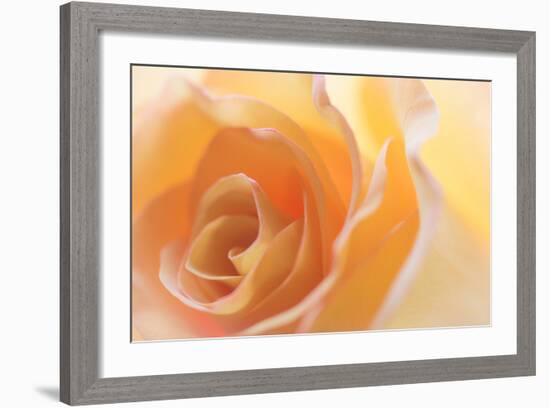 Yellow Roses II-Kathy Mahan-Framed Photographic Print