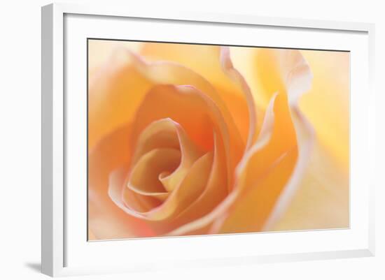 Yellow Roses II-Kathy Mahan-Framed Photographic Print