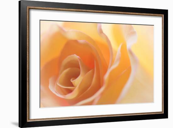 Yellow Roses II-Kathy Mahan-Framed Photographic Print