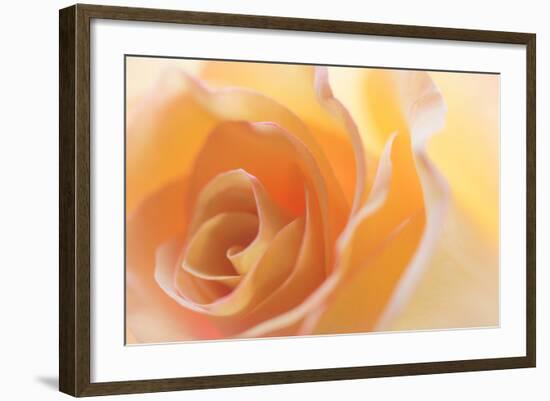 Yellow Roses II-Kathy Mahan-Framed Photographic Print