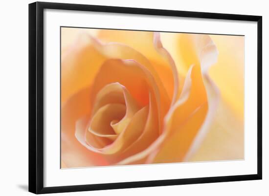 Yellow Roses II-Kathy Mahan-Framed Photographic Print