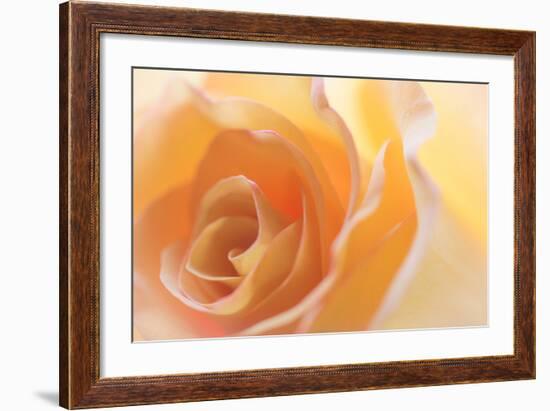 Yellow Roses II-Kathy Mahan-Framed Photographic Print