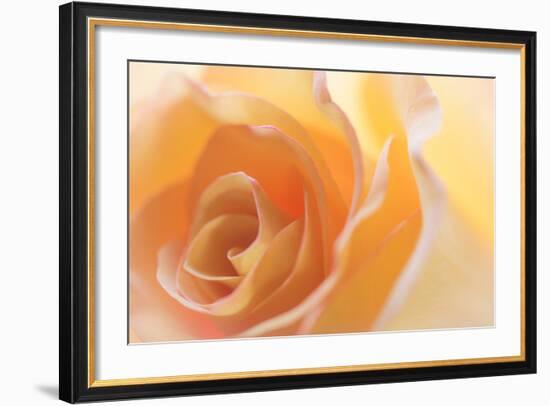 Yellow Roses II-Kathy Mahan-Framed Photographic Print