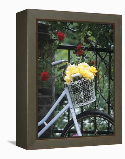 Yellow Roses in Bicycle Basket, Red Climbing Roses Behind-Alena Hrbkova-Framed Premier Image Canvas