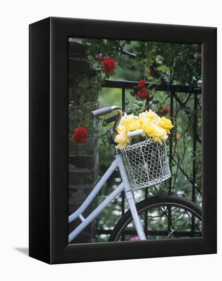 Yellow Roses in Bicycle Basket, Red Climbing Roses Behind-Alena Hrbkova-Framed Premier Image Canvas