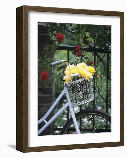 Yellow Roses in Bicycle Basket, Red Climbing Roses Behind-Alena Hrbkova-Framed Photographic Print