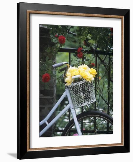 Yellow Roses in Bicycle Basket, Red Climbing Roses Behind-Alena Hrbkova-Framed Photographic Print