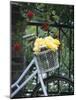 Yellow Roses in Bicycle Basket, Red Climbing Roses Behind-Alena Hrbkova-Mounted Photographic Print