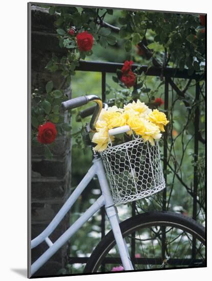 Yellow Roses in Bicycle Basket, Red Climbing Roses Behind-Alena Hrbkova-Mounted Photographic Print