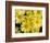 Yellow Roses in the Bellevue Botanical Garden, Bellevue, Washington, USA-Jamie & Judy Wild-Framed Photographic Print