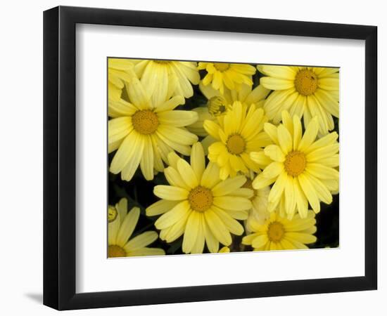 Yellow Roses in the Bellevue Botanical Garden, Bellevue, Washington, USA-Jamie & Judy Wild-Framed Photographic Print