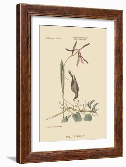 Yellow Rump-Mark Catesby-Framed Art Print