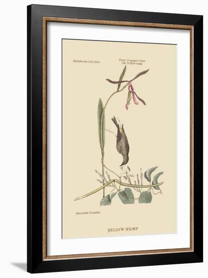 Yellow Rump-Mark Catesby-Framed Art Print