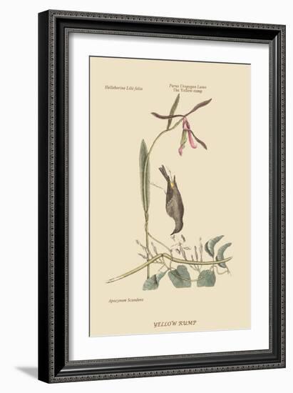 Yellow Rump-Mark Catesby-Framed Art Print