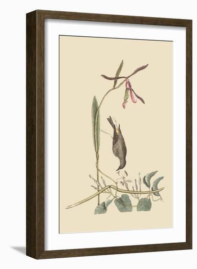 Yellow Rump-Mark Catesby-Framed Art Print