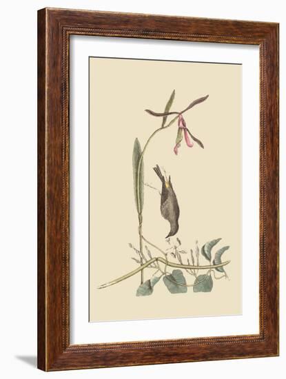 Yellow Rump-Mark Catesby-Framed Art Print