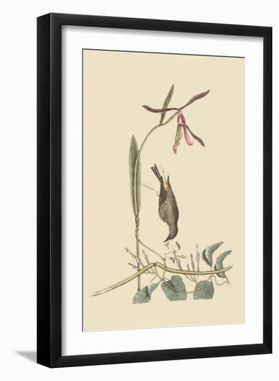 Yellow Rump-Mark Catesby-Framed Art Print