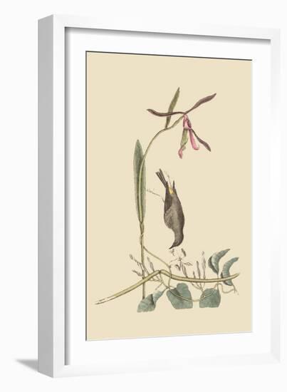 Yellow Rump-Mark Catesby-Framed Art Print