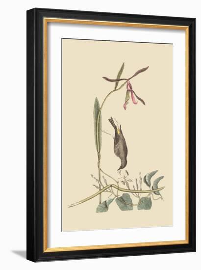 Yellow Rump-Mark Catesby-Framed Art Print