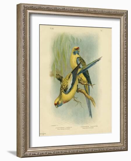 Yellow-Rumped Parakeet or Yellow Rosella, 1891-Gracius Broinowski-Framed Giclee Print