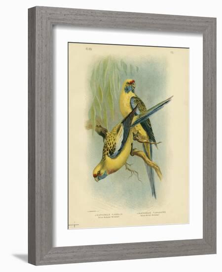 Yellow-Rumped Parakeet or Yellow Rosella, 1891-Gracius Broinowski-Framed Giclee Print