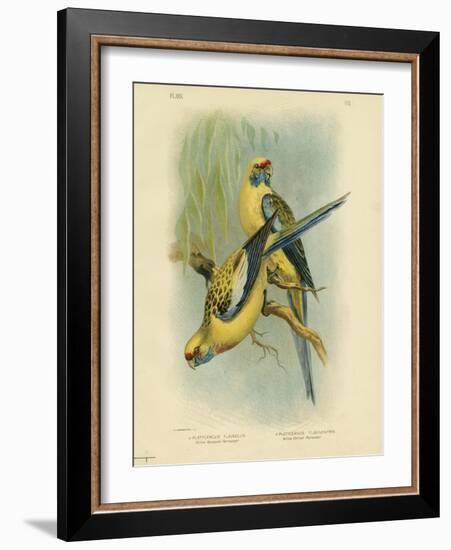 Yellow-Rumped Parakeet or Yellow Rosella, 1891-Gracius Broinowski-Framed Giclee Print