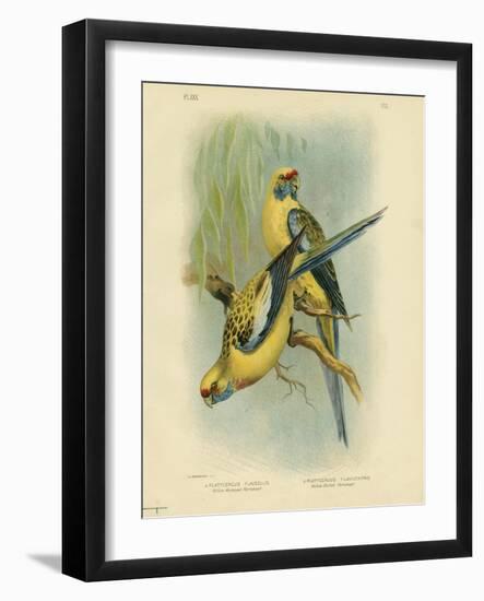 Yellow-Rumped Parakeet or Yellow Rosella, 1891-Gracius Broinowski-Framed Giclee Print