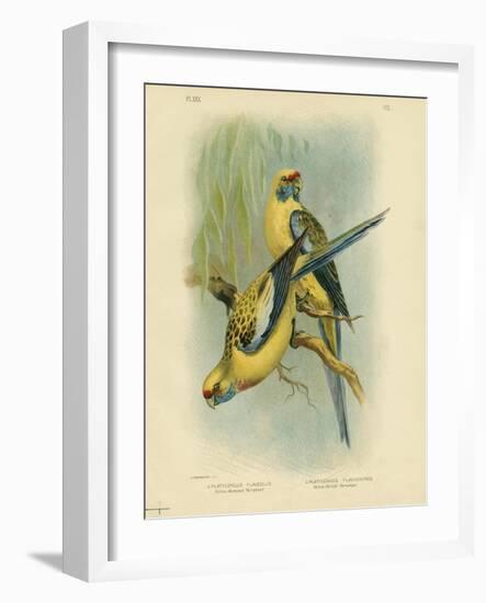 Yellow-Rumped Parakeet or Yellow Rosella, 1891-Gracius Broinowski-Framed Giclee Print