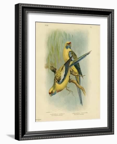 Yellow-Rumped Parakeet or Yellow Rosella, 1891-Gracius Broinowski-Framed Giclee Print