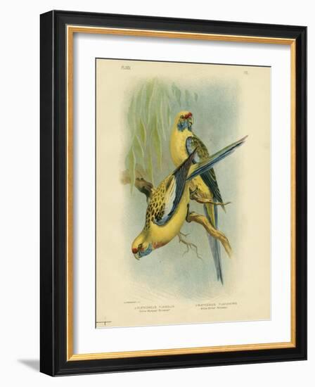 Yellow-Rumped Parakeet or Yellow Rosella, 1891-Gracius Broinowski-Framed Giclee Print