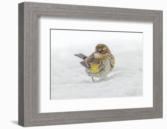 Yellow-rumped warbler foraging in snow.-Adam Jones-Framed Photographic Print