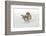 Yellow-rumped warbler foraging in snow.-Adam Jones-Framed Photographic Print