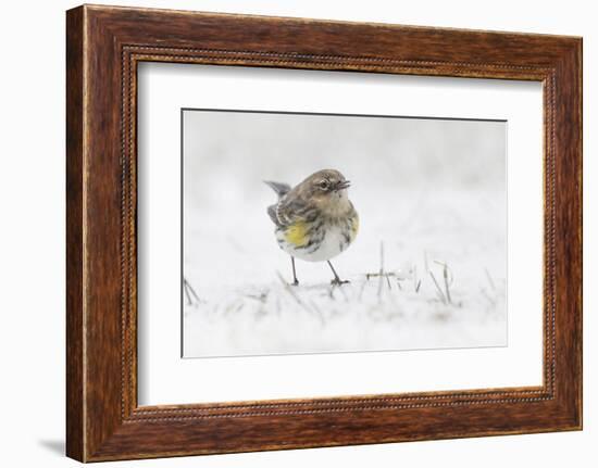 Yellow-rumped warbler foraging in snow-Adam Jones-Framed Photographic Print