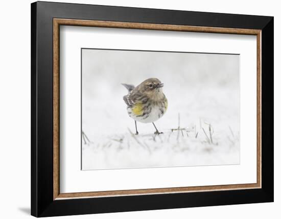 Yellow-rumped warbler foraging in snow-Adam Jones-Framed Photographic Print