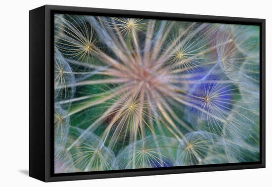 Yellow Salsify Seed Head-Darrell Gulin-Framed Premier Image Canvas