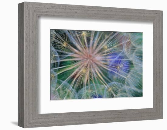 Yellow Salsify Seed Head-Darrell Gulin-Framed Photographic Print