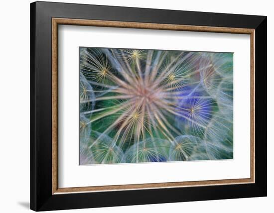 Yellow Salsify Seed Head-Darrell Gulin-Framed Photographic Print