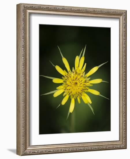 Yellow Salsify, Tragopogon dubius, Capulin Sprints Trail, Sandia Mountains, New Mexico-Maresa Pryor-Framed Photographic Print