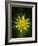 Yellow Salsify, Tragopogon dubius, Capulin Sprints Trail, Sandia Mountains, New Mexico-Maresa Pryor-Framed Photographic Print