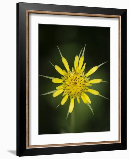 Yellow Salsify, Tragopogon dubius, Capulin Sprints Trail, Sandia Mountains, New Mexico-Maresa Pryor-Framed Photographic Print