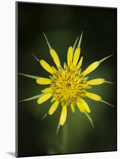Yellow Salsify, Tragopogon dubius, Capulin Sprints Trail, Sandia Mountains, New Mexico-Maresa Pryor-Mounted Photographic Print