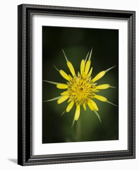 Yellow Salsify, Tragopogon dubius, Capulin Sprints Trail, Sandia Mountains, New Mexico-Maresa Pryor-Framed Photographic Print