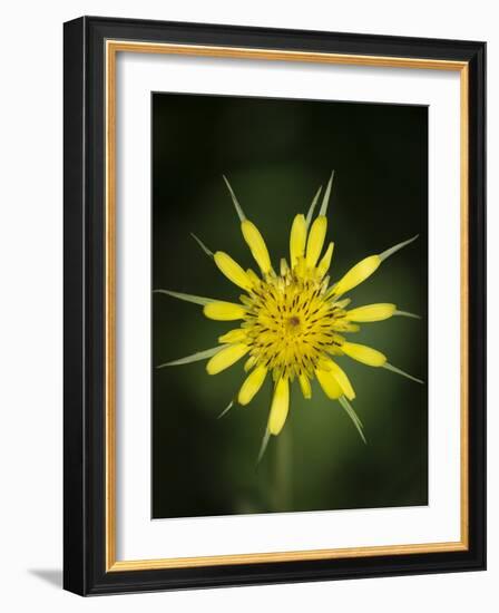 Yellow Salsify, Tragopogon dubius, Capulin Sprints Trail, Sandia Mountains, New Mexico-Maresa Pryor-Framed Photographic Print